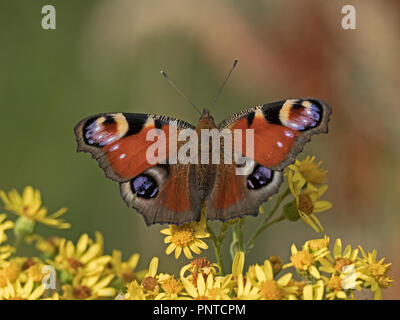 Tagpfauenauge Nymphalis io auf Ragwort in der Wiese Norfolk Sommer Stockfoto
