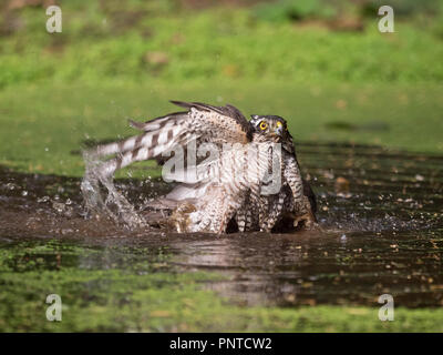 Eurasian Sparrowhawk Accipiter nisus weiblichen badet in einem Waldgebiet Pool in der Nähe von Holt North Norfolk Stockfoto