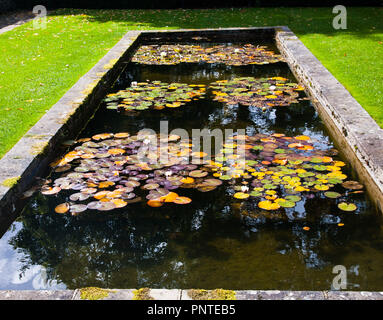 Seerosen Blätter im Herbst bei Parcevall Garten. In der Nähe von Appletreewick, Skipton, Yorkshire Dales National Park Großbritannien Stockfoto