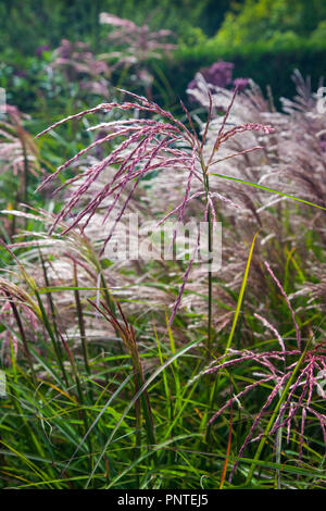 Chinesische Silber Gras - Miscanthus sinensis Red Cloud Stockfoto