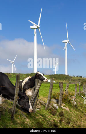 Pico Gallo, Tineo, Asturien, Spanien. Milch Kühe auf einer Wiese neben einem Zaun mit Windkraftanlagen im Hintergrund. Stockfoto