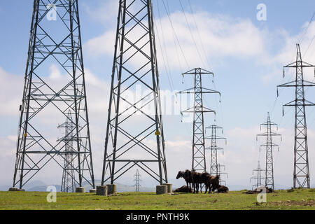 Pico Gallo, Tineo, Asturien, Spanien. Herde von wilden Ponys "Asturcones" neben riesigen elektrischen Beiträge ruhen. Stockfoto