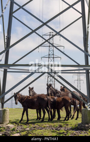 Pico Gallo, Tineo, Asturien, Spanien. Herde von wilden Ponys "Asturcones" neben riesigen elektrischen Beiträge ruhen und Kamera. Stockfoto