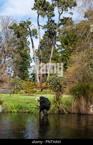 Schatzsuche in den Fluss Avon, Christchurch, Neuseeland Stockfoto