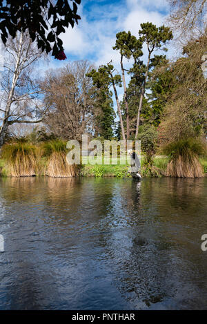 Schatzsuche in den Fluss Avon, Christchurch, Neuseeland Stockfoto