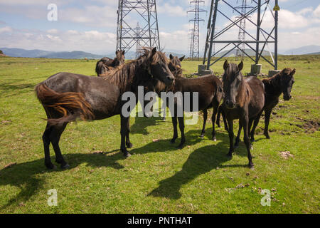 Pico Gallo, Tineo, Asturien, Spanien. Herde von wilden Ponys "Asturcones" neben riesigen elektrischen Beiträge auf einer grünen Wiese. Stockfoto