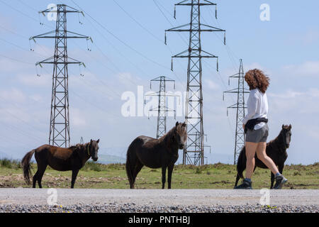 Pico Gallo, Tineo, Asturien, Spanien. Womanwalking in Richtung Herde von wilden Ponys "Asturcones' mit riesigen elektrischen Beiträge im Hintergrund. Stockfoto