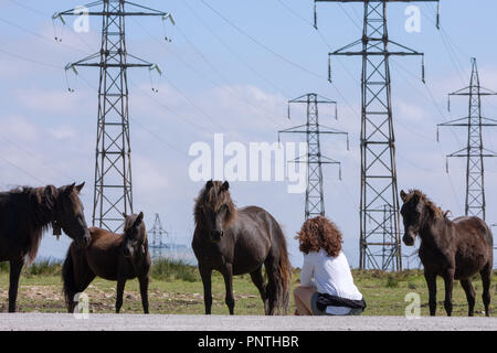 Pico Gallo, Tineo, Asturien, Spanien. Frau spricht mit Herde von wilden Ponys "Asturcones' mit riesigen elektrischen Beiträge im Hintergrund. Stockfoto