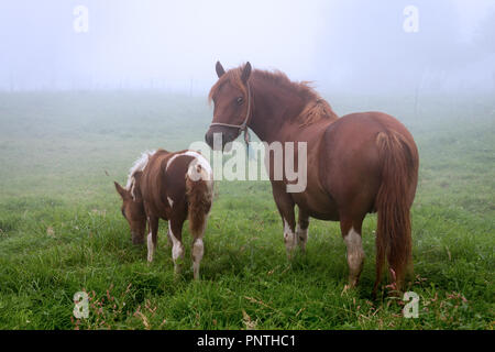 Asturien, Spanien. Rot Pony Stute an der Kamera auf einem nebligen Morgen mit Ihrer drei Monate alten Fohlen essen Gras. Stockfoto