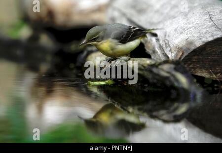 Schafstelze Vogel neben einem Teich Stockfoto