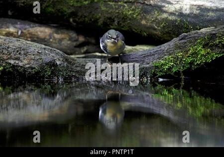 Schafstelze Vogel neben einem Teich Stockfoto