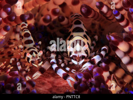 Coleman Shrimps Paar (Periclimenes colemani) auf einem Fire Urchin. Anilao, Philippinen Stockfoto