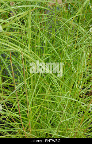 Nahaufnahme der Gras Miscanthus sinensis 'Nippon' Stockfoto