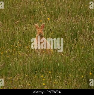 Die Selten gesehene Goldene Hase von rathlin Island Stockfoto