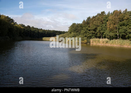 Prerowstream ist ein Arm oder Einlass der Ostsee im Nordosten Deutschlands durch einen Wald mit Kiefern, Eichen und Rotbuchen umgeben. Stockfoto