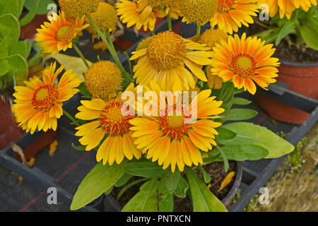 Nahaufnahme der Gaillardia x grandiflora 'Arizona Apricot' in einer Blume Grenze Stockfoto