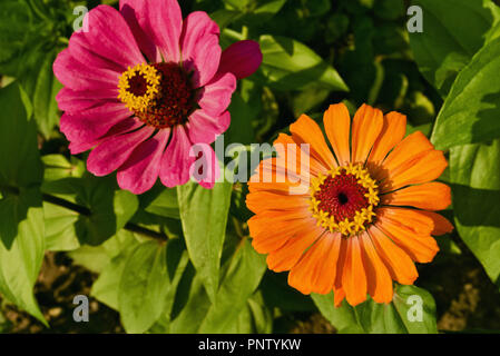 Violett-rosa und orange zinnia Blumen wachsen im Garten Stockfoto