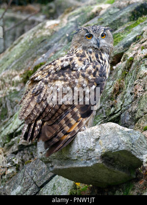 Eurasischen Uhu - Bubo bubo große Eule Stockfoto