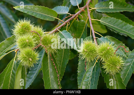 Edelkastanie - Castanea sativa Blätter & Kastanien am Baum Stockfoto