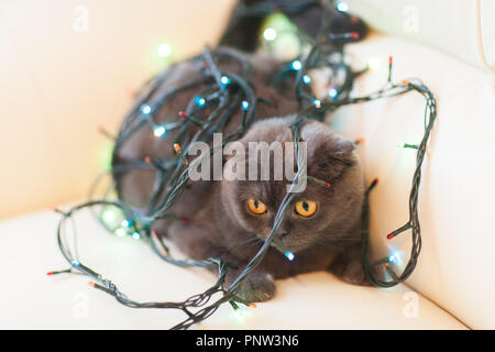 Ferien- und PET-Konzept - Scottish Fold Cat spielt mit Christmas Garland Stockfoto