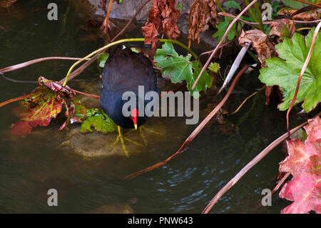 Gemeinsame Sumpfhuhn Gallinula chloropus lateinischer Name allgemein als waterhen bekannt und Huhn Sumpf Stockfoto