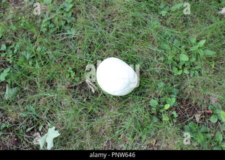 Riesige Puffball Pilz in offenen grasbewachsenen Feld gefunden Stockfoto