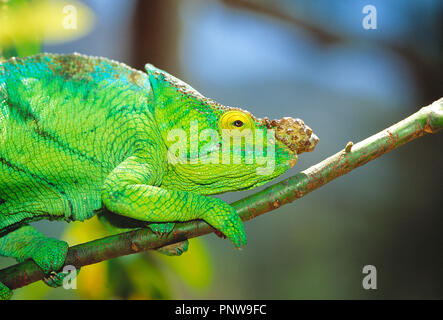 Madagaskar. Nahaufnahme der grünes Chamäleon auf Ast des Baumes. Stockfoto