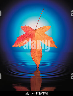 Noch immer leben Kunst Fotografie Konzept der Herbst Maple Leaf über Wasser. Stockfoto