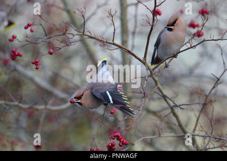 (Waxwing Bombycilla garrulus) auf Englisch Oneseed Weißdorn (Rosa Moschata) Baum. Stockfoto