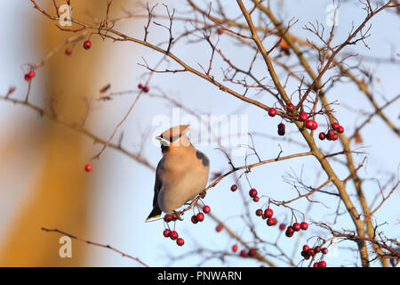 (Waxwing Bombycilla garrulus) auf Englisch Oneseed Weißdorn (Rosa Moschata) Baum. Stockfoto