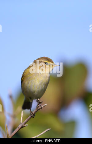 Chiffchaff (Phylloscopus collybita), Europa Stockfoto