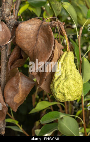 Krankheit der Blätter und Ranken von Birnen close-up von Schäden zu verrotten und Parasiten. Das Konzept der Schutz des gewerblichen Birne Garten Stockfoto