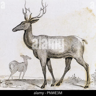 Elch. Artiodactyl Säugetier Hirsch. Er lebt in Nordamerika und Teilen des zentralen und östlichen Asien. 1841-Gravur. Stockfoto