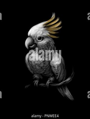 Schwefel-Crested Cockatoo Papagei, Cacatua galerita, mit Kamm vor Stock Vektor