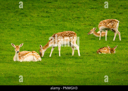 Junge Damwild Kälber (Cervus dama/Dama Dama) in eine grüne Wiese im Sommer Stockfoto