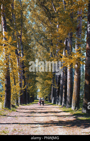 Allee der Pappeln mit Gelbfärbung Blätter im Spätsommer Stockfoto