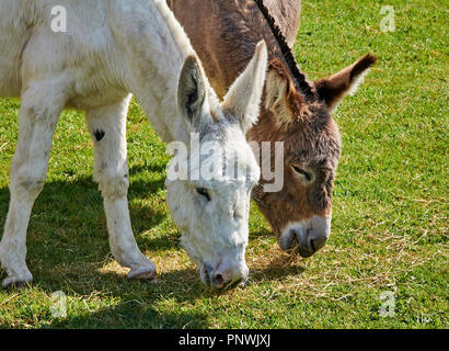 Zwei Esel grasen Seite an Seite Stockfoto