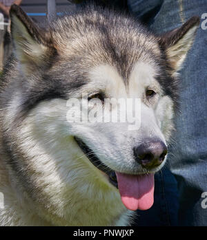 Porträt eines Alaskan Malamute Hund mit dem Mund leicht öffnen und die Zunge heraus Stockfoto