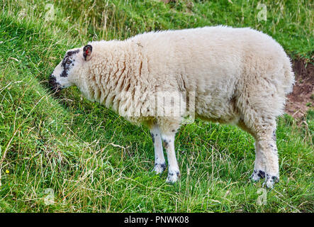 Single Lamm weiden auf einem Hügel auf der Weide Stockfoto