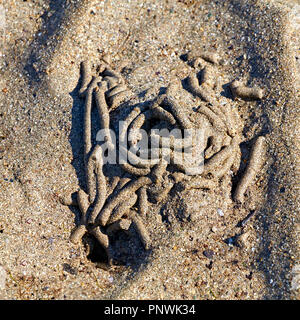 Wurm im Sand am Strand Stockfoto