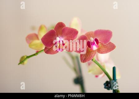 Tulpen und Orchideen auf dunklen Hintergründen Stockfoto