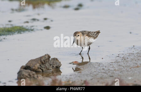 Juvenile Strandläufer (Calidris alpina) Fütterung im flachen Wasser. Stockfoto