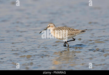 Curlew sandpiper (Calidris ferruginea), juvenile Vogel im Herbst Stockfoto