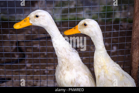 Lebende Enten zum Verkauf auf einen Markt in Bali. Stockfoto