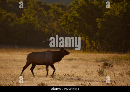 Hirsch in der Brunft Stockfoto