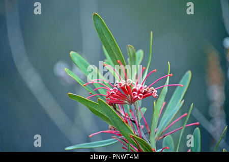 Australian native Grevillea oleoides, Rote Spinne Blume (Familie der Proteaceae), in der Heide wachsenden, wenig Marley Firetrail, Royal National Park Stockfoto