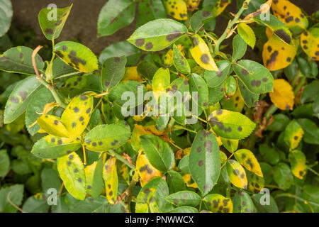 Krankheit der Blätter und Ranken von Birnen close-up von Schäden zu verrotten und Parasiten. Das Konzept der Schutz des gewerblichen Birne Garten Stockfoto