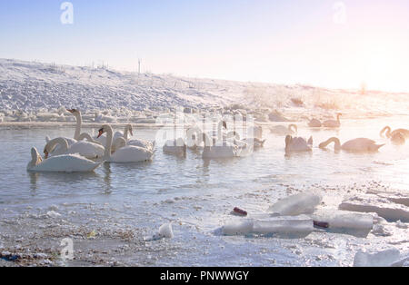 Schwäne schwimmen im See im Winter Stockfoto