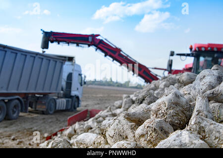 Landwirtschaftliches Fahrzeug Ernte Zuckerrüben am sonnigen Herbsttag Stockfoto