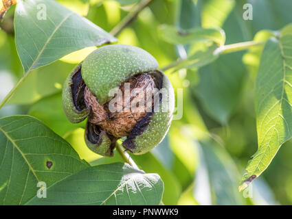 Walnuss auf die Niederlassung der Walnussbaum fällt aus der Shell. Sonnigen Herbsttag. Stockfoto